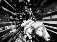 Derick Costa Jr., 10,  mounts the first bull he will ride (successfully) at the final event in the New England Rodeo championship in Norton, MA.